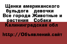 Щенки американского бульдога ( девочки) - Все города Животные и растения » Собаки   . Калининградская обл.